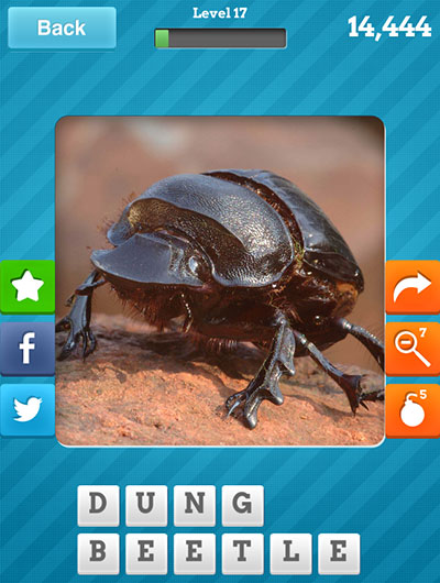  Dung Beetle 