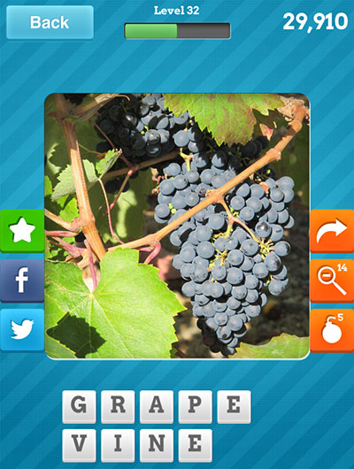  Grape Vine 