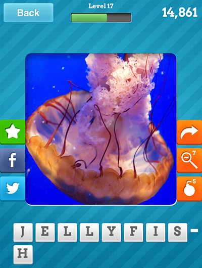  Jellyfish 