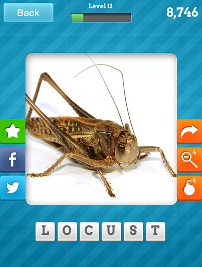  Locust 