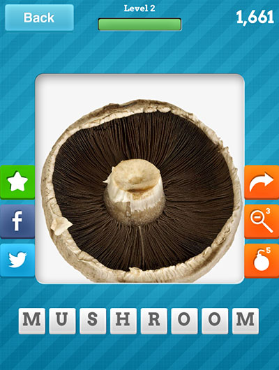  Mushroom 