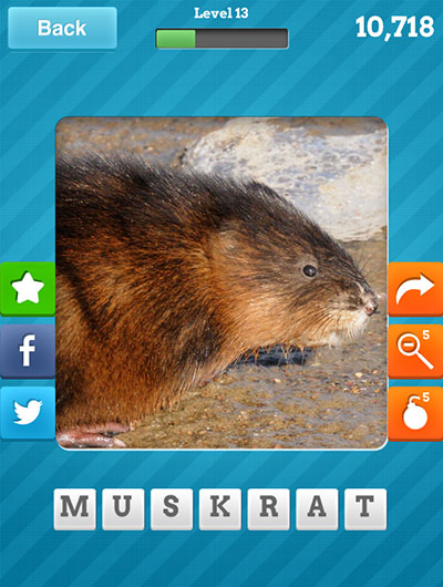  Muskrat 