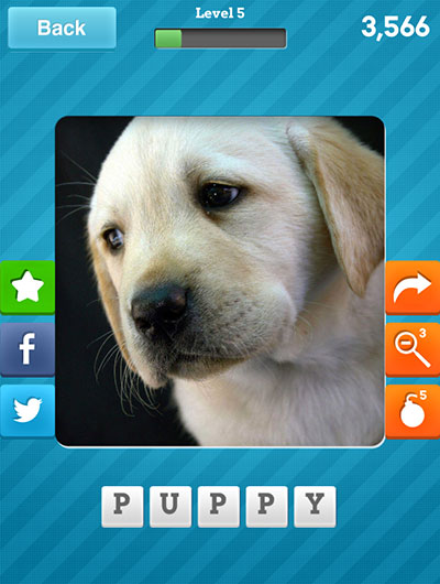  Puppy 