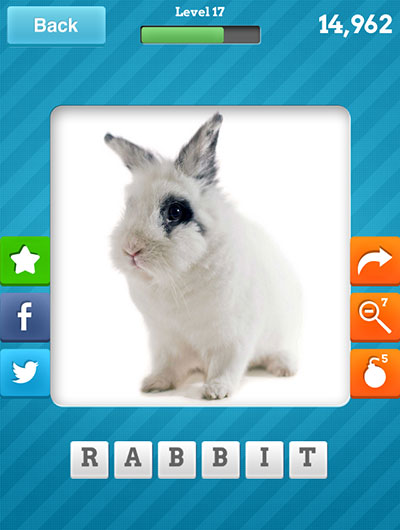  Rabbit 