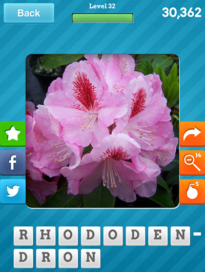  Rhododendron 