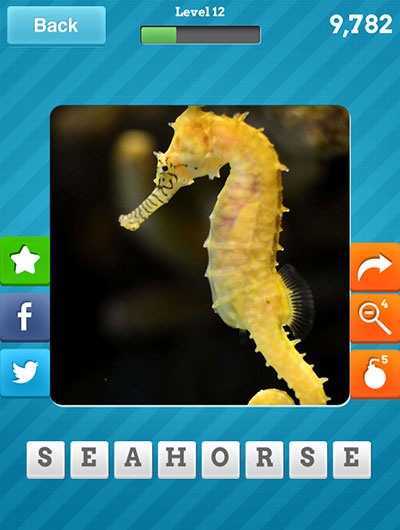  Seahorse 