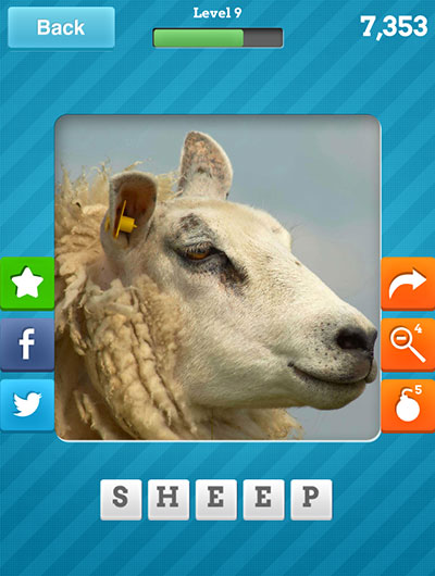  Sheep 