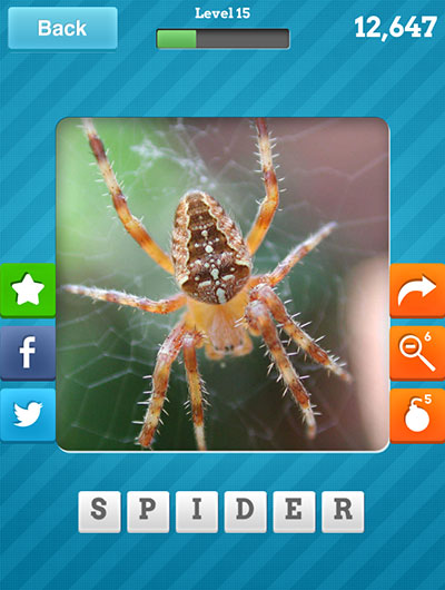  Spider 