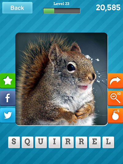  Squirrel 