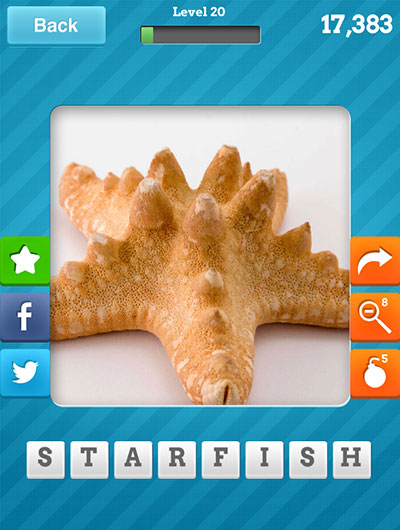  Starfish 