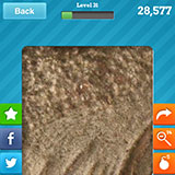  Fossil 