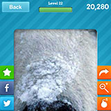  Polar Bear 