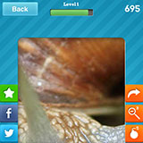 Snail 
