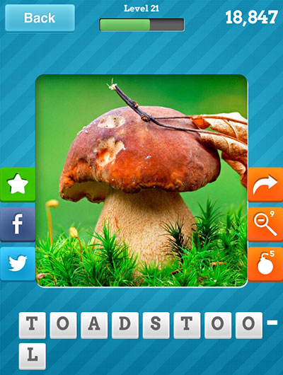  Toadstool 