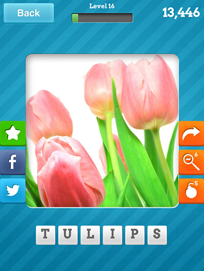  Tulips 