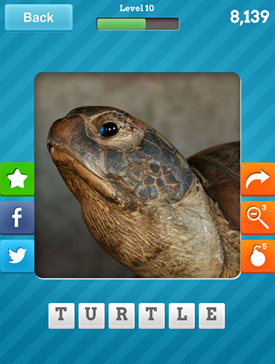  Turtle 