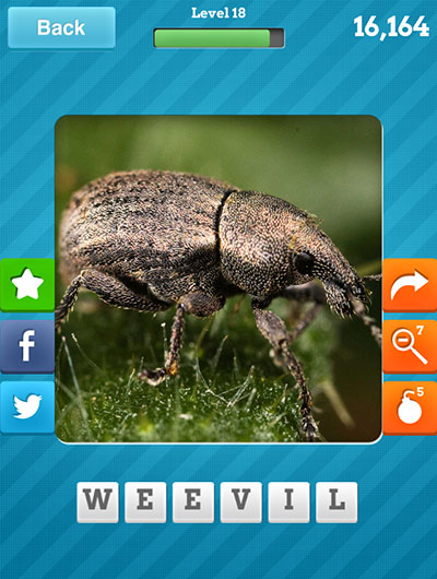  Weevil 