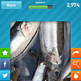  Anchovies 