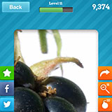  Blackberry 