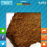  Coconut 