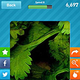  Coriander 