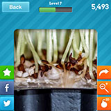  Cress 