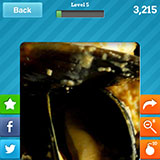  Mussels 