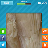  Oyster Mushroom 