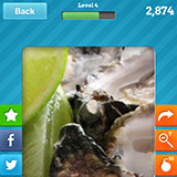 Oysters 