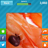  Prawns 