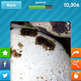  Quail Eggs 