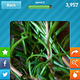  Rosemary 