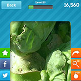  Sprouts 