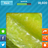  Star Fruit 
