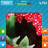  Strawberry Jam 