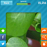  Watercress 